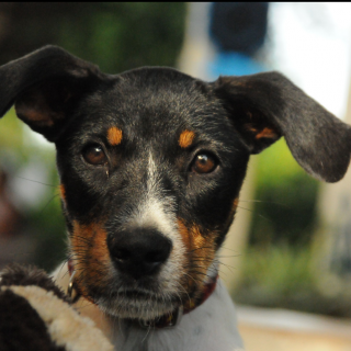 KIWI: for-adoption, dog - ., male